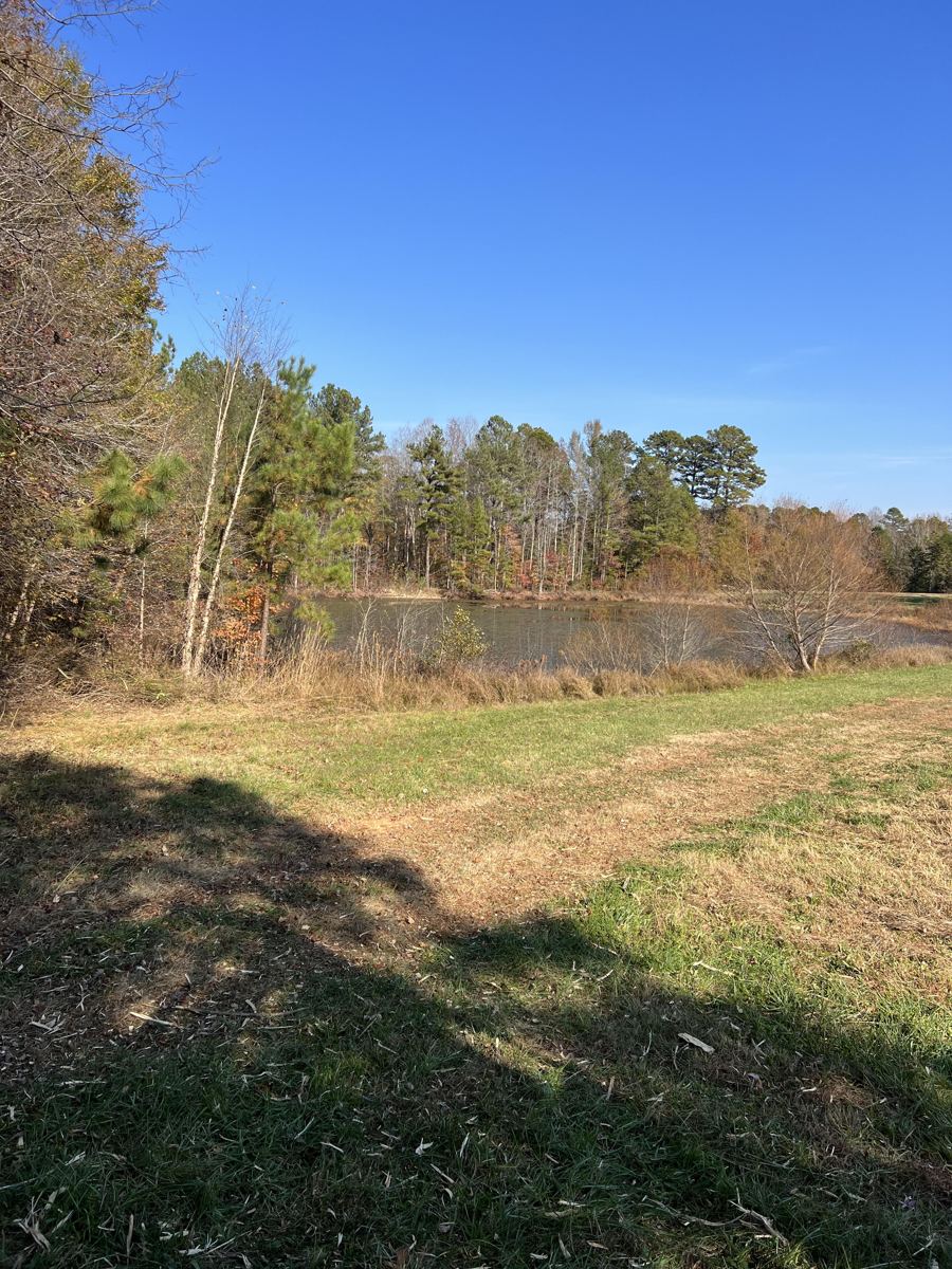 Overgrown brush and small trees before forestry mulching near Oxford, NC
